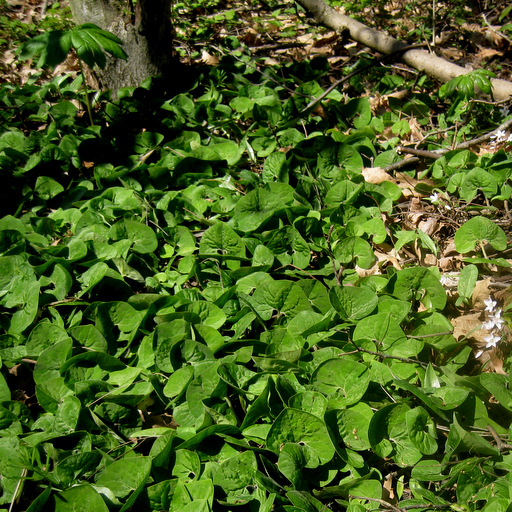 Asarum canadense Qty 24 - Click Image to Close
